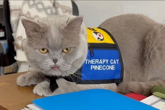 Kucing Jadi ‘Asisten Guru’ di Kelas, Bantu Ciptakan Suasana Belajar Lebih Nyaman